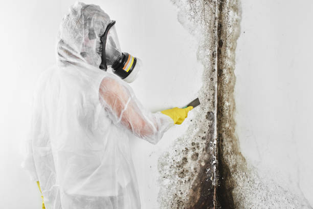 Best DIY Mold Remediation Support Services in Crocker, WA