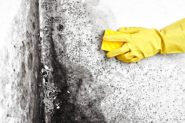 Best Basement Mold Remediation in Crocker, WA