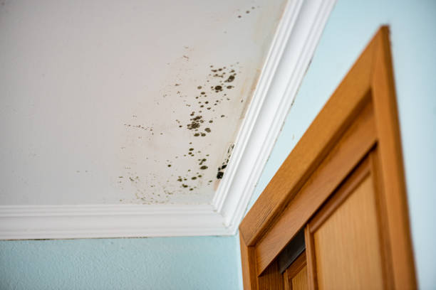 Best DIY Mold Remediation Support Services in Crocker, WA