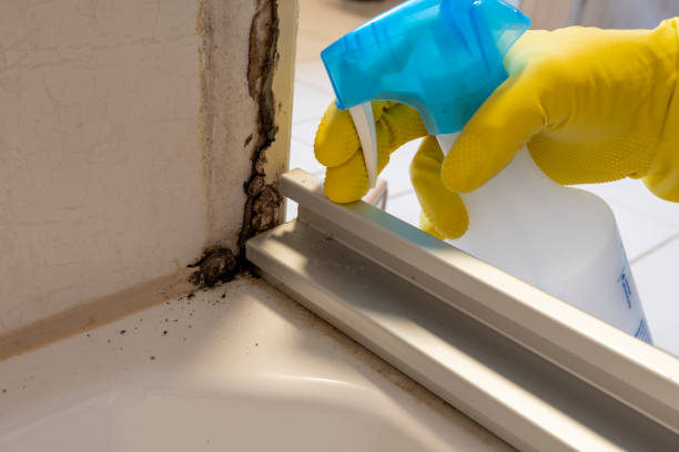 Best Localized Mold Remediation (e.g., coastal areas, humid climates) in Crocker, WA