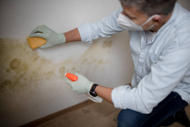 Best Residential Mold Remediation in Crocker, WA