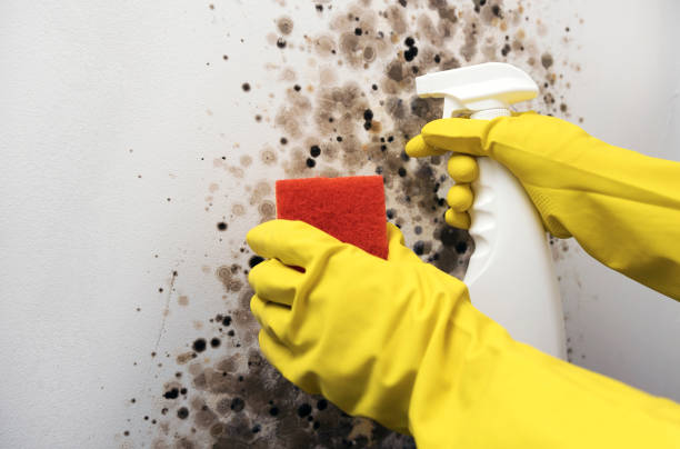 Best Emergency Mold Remediation in Crocker, WA