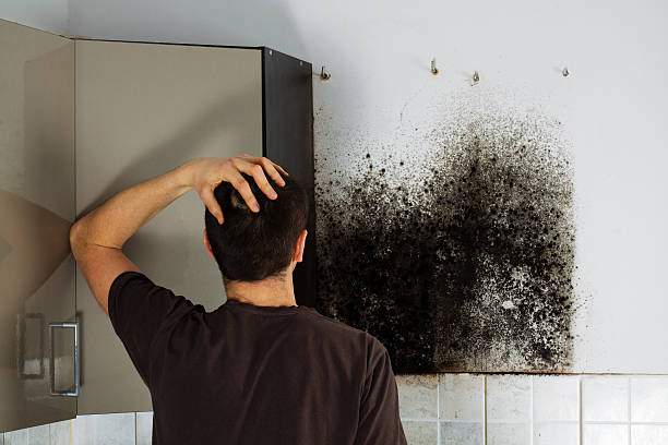 Professional Mold Remediation in Crocker, WA