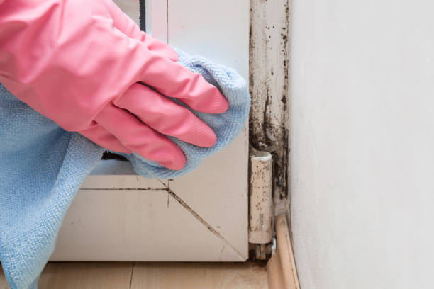 Best Residential Mold Remediation in Crocker, WA