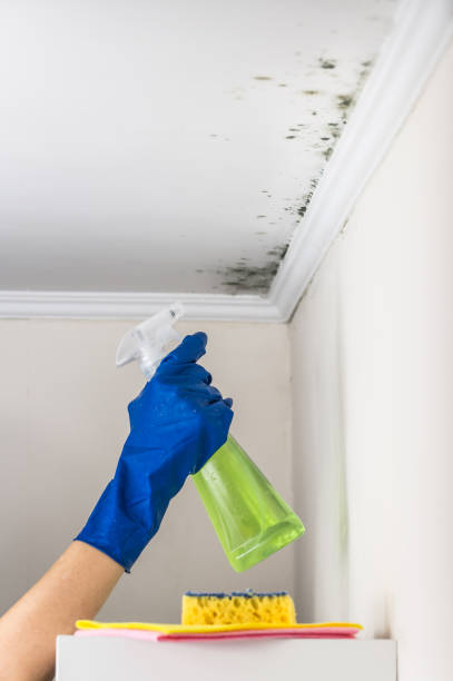 Best Attic Mold Remediation in Crocker, WA