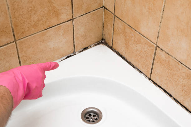 Best Black Mold Remediation in Crocker, WA